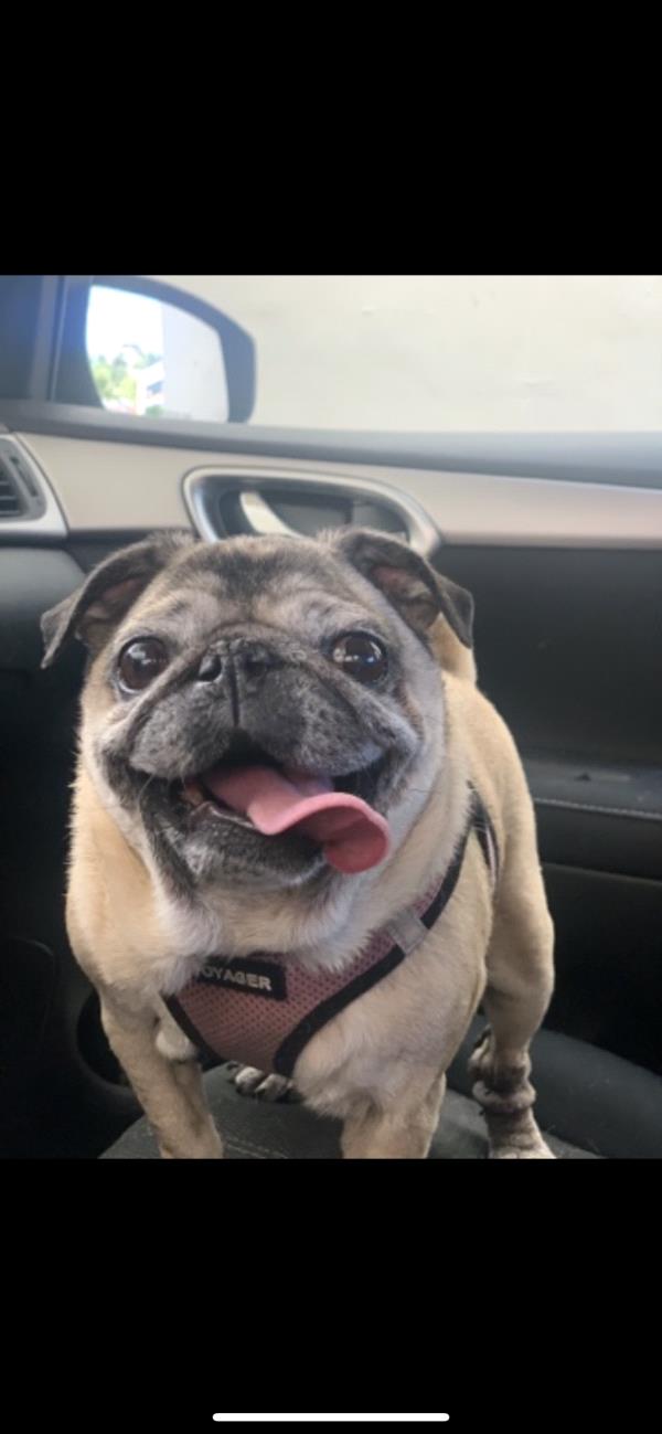 /images/uploads/pug nation rescue of los angeles/pugnation2024/entries/30958thumb.jpg